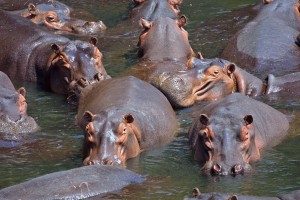 africa-population-2013-hippo