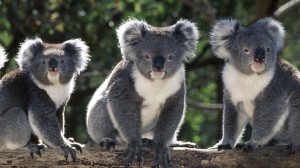 australia-population-2013-wildlife