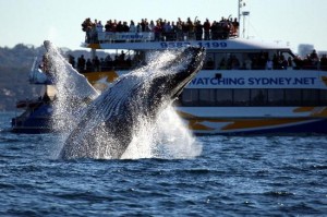 san-diego-population-2013-whale-watching