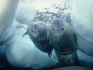population-of-antarctica-2014-seals